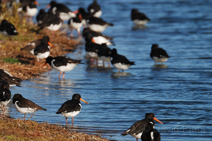 Oystercatcher - P.jpg - Oystercatcher group - Norfolk